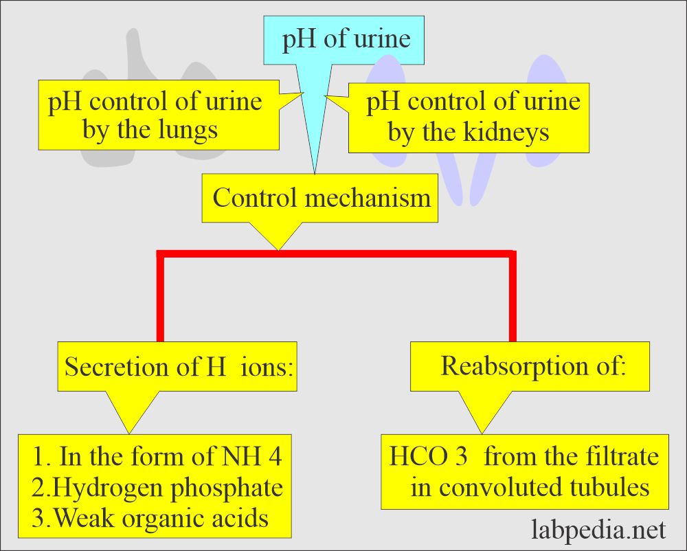 Urine pH control by the lungs and kidneys