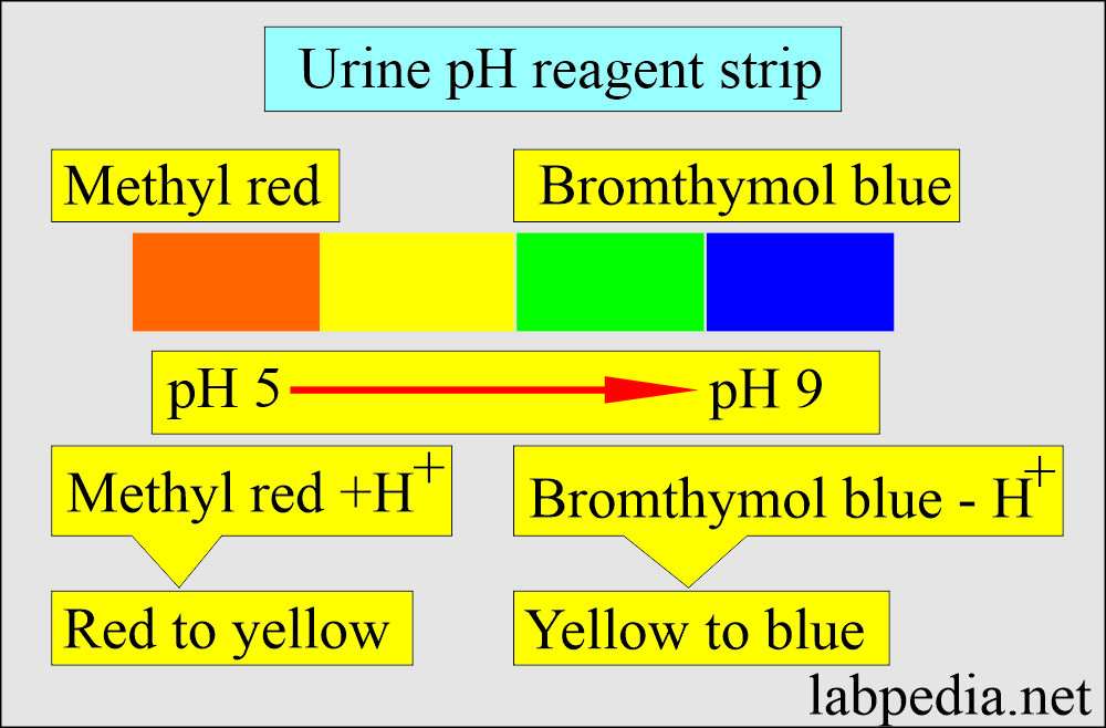 Urine pH reagent strip