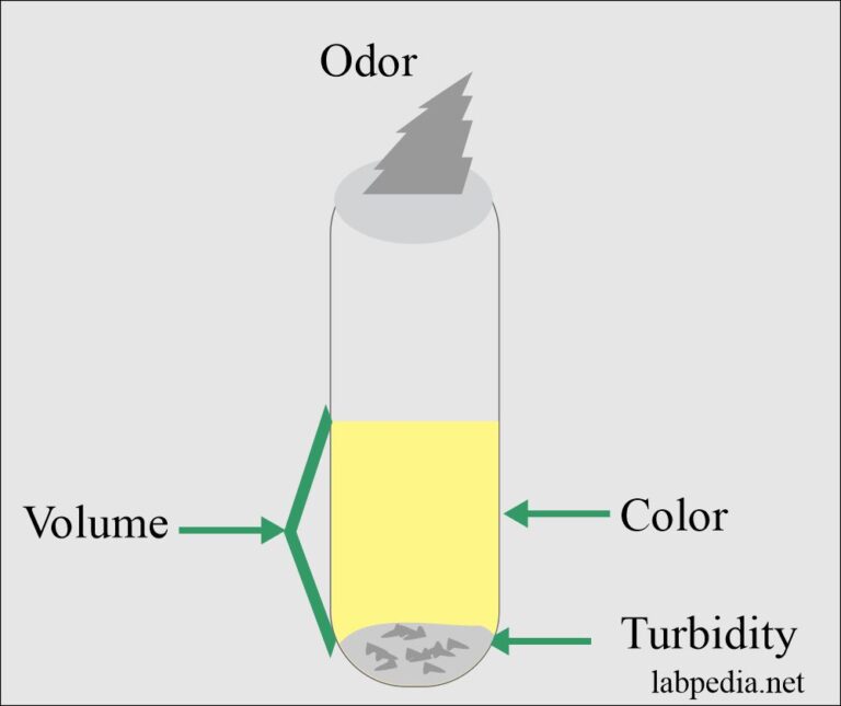 essay about composition of urine