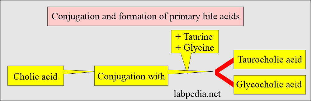 Urine primary bile acid conjugation and formation