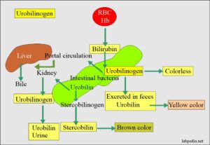 urobilinogen urine excretion labpedia