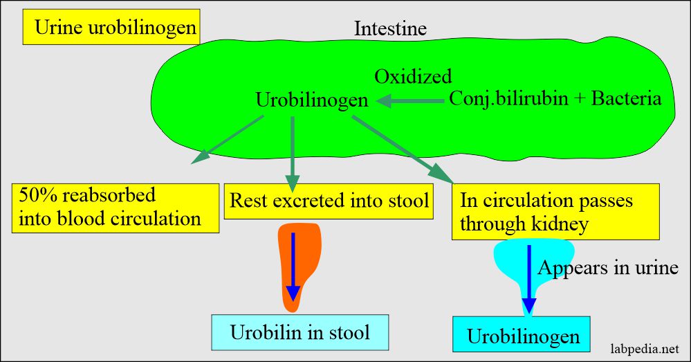 Urine for Urobilinogen and Ehrlich Reagent