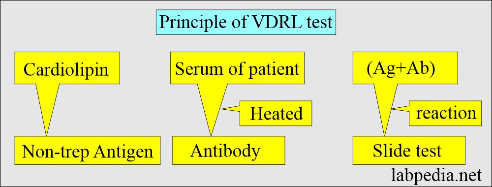 Principle of VDRL test