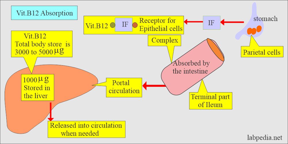 Intrinsic factor and Vit B12 absorption 
