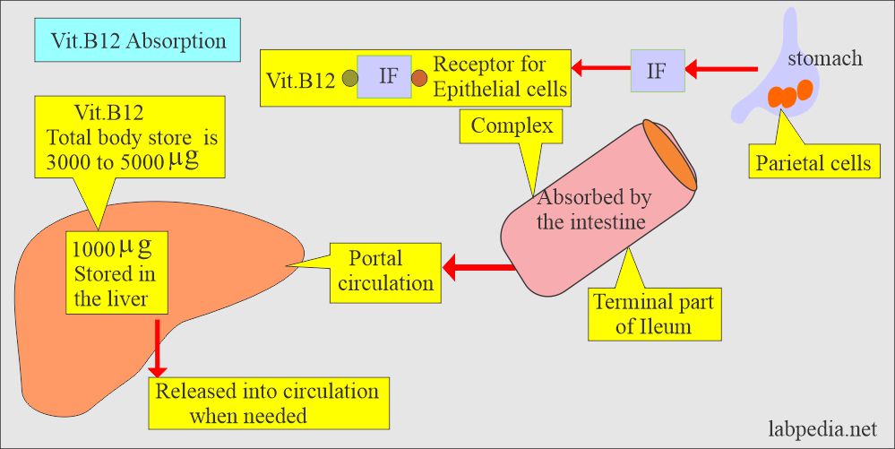 Anemia Part Megaloblastic Anemia Macrocytic Vitamin B12 54 OFF