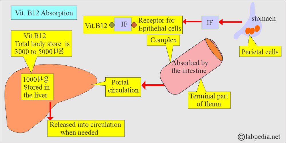 Vit. B12 + IF absorption