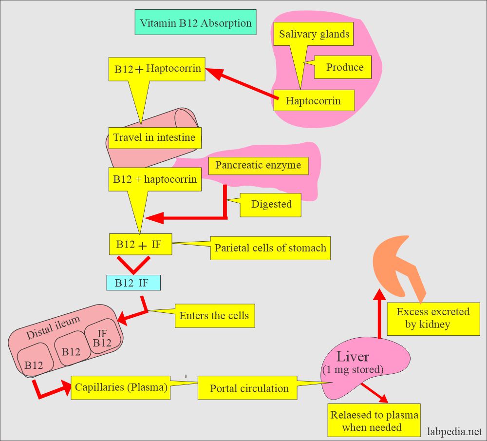 Vitamin B12 absorption and metabolism