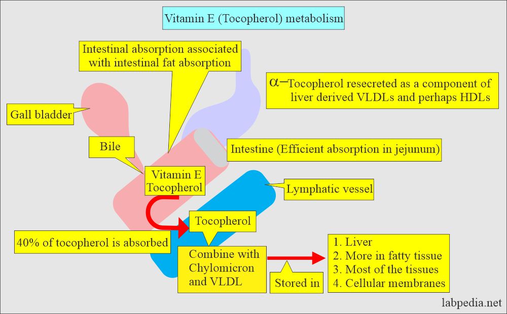 Vitamin E metabolism