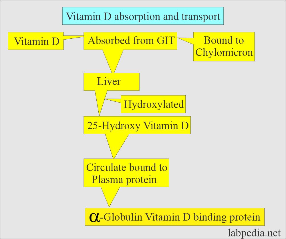 Vitamin D absorption and transport