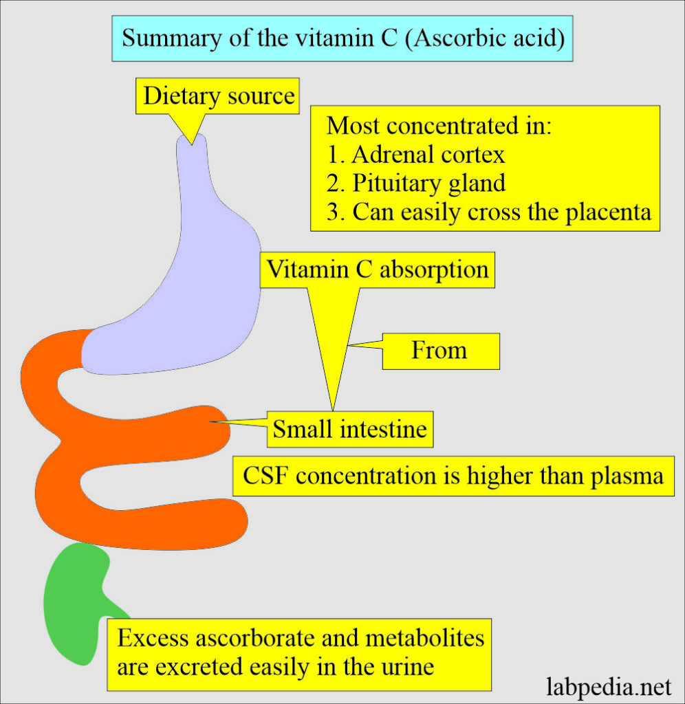 Vitamin C (Ascorbic acid)