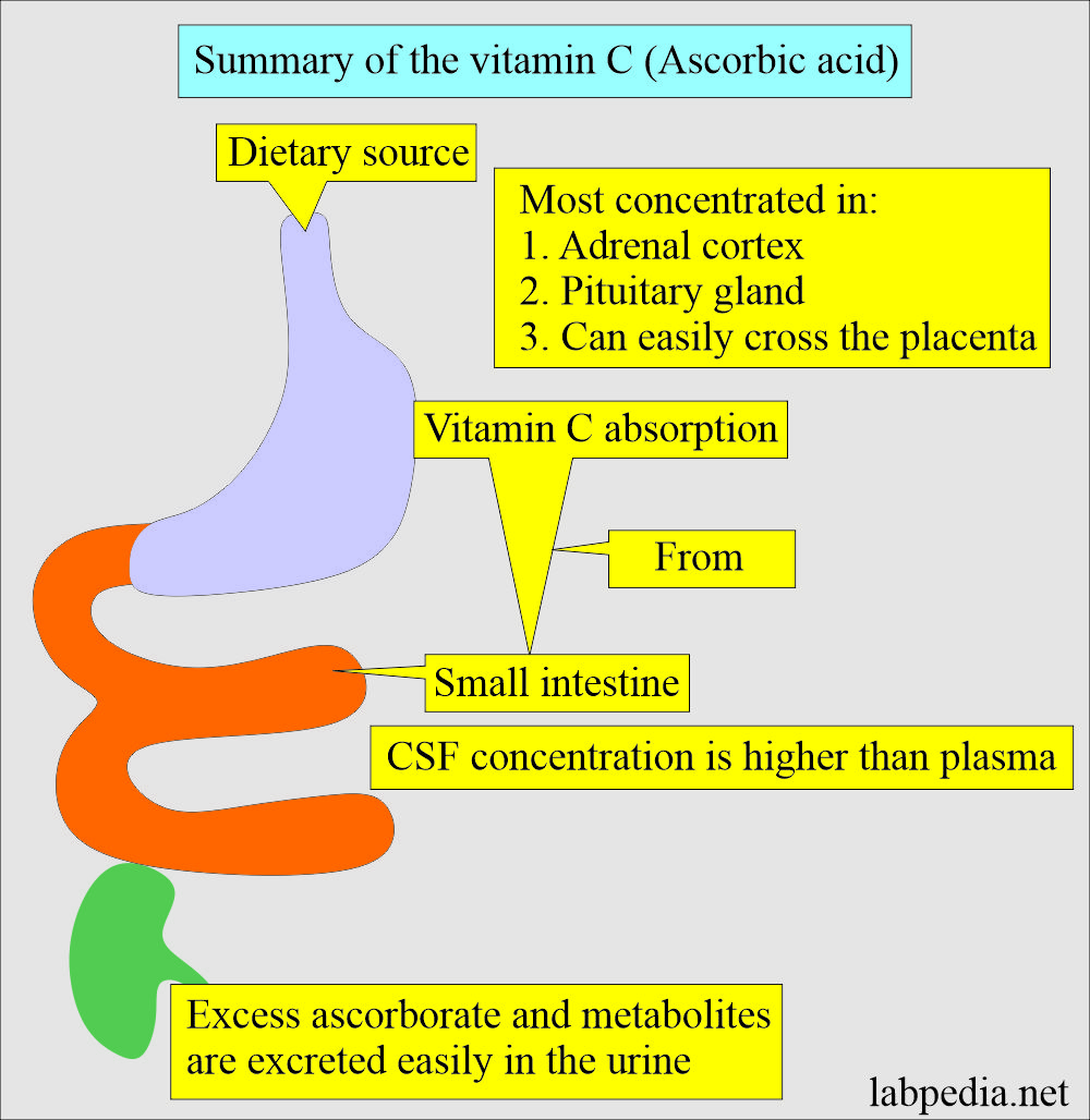 Vitamin C summary
