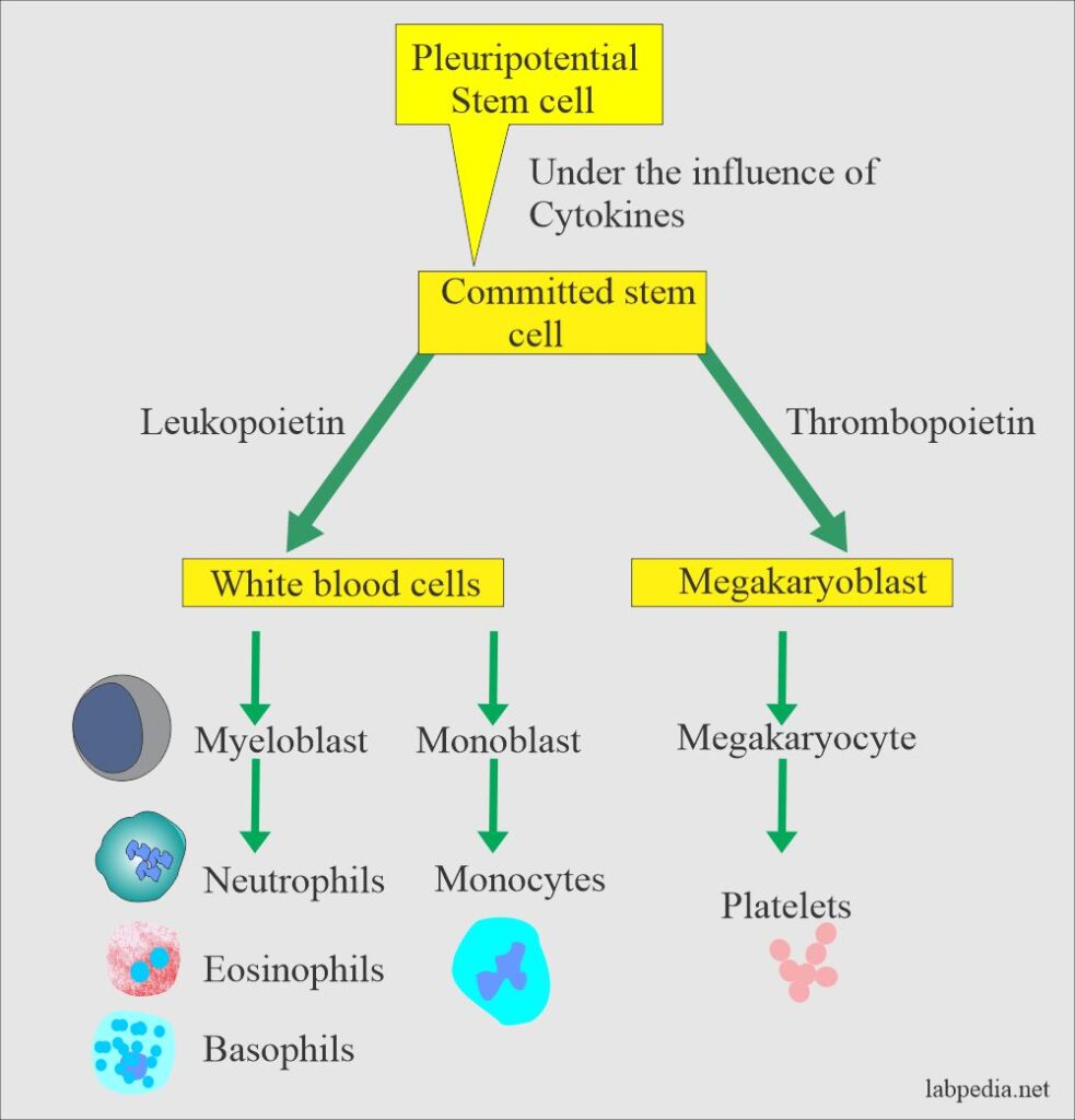 Types Of Wbc And Their Functions Pdf