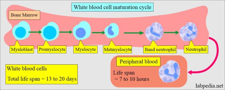 White blood cells:- Part 1 - White Blood Cells (WBC) Development ...