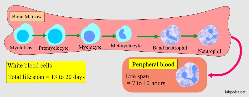 do steroids raise white blood cell count