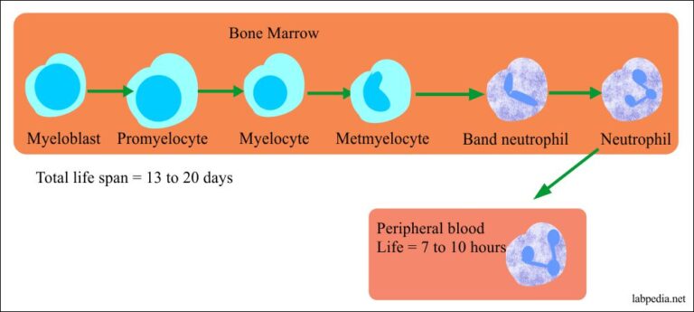 White blood cell:- Part 1 – White Blood Cells (WBC), Neutrophil ...