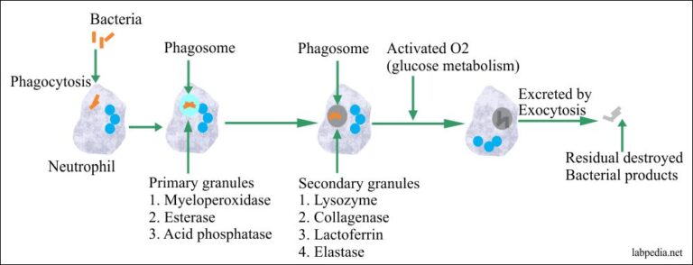 white-blood-cell-part-1-white-blood-cells-wbc-neutrophil