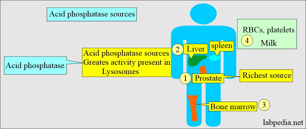 Acid phosphatase and Prostatic phosphatase: Acid phosphatase sources