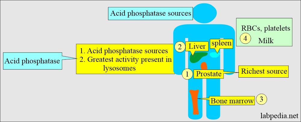 Acid phosphatase distribution in the body