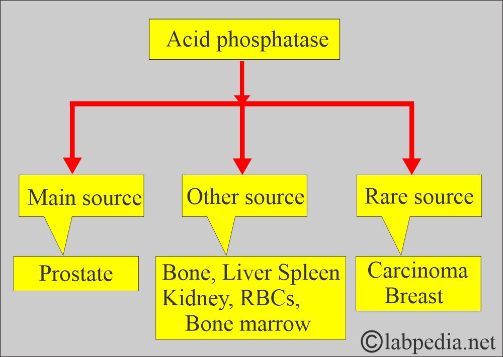 Acid phosphatase sources Acid phosphatase sources
