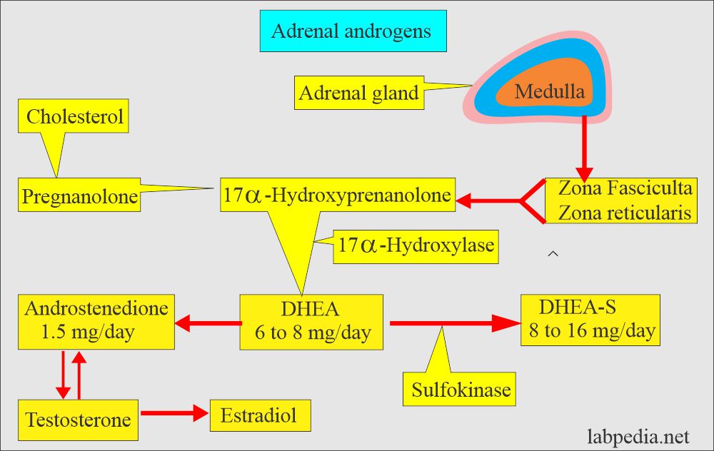 Androgens: Adrenal androgen and synthesis