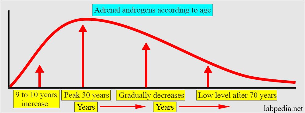 Adrenal androgen variation with age
