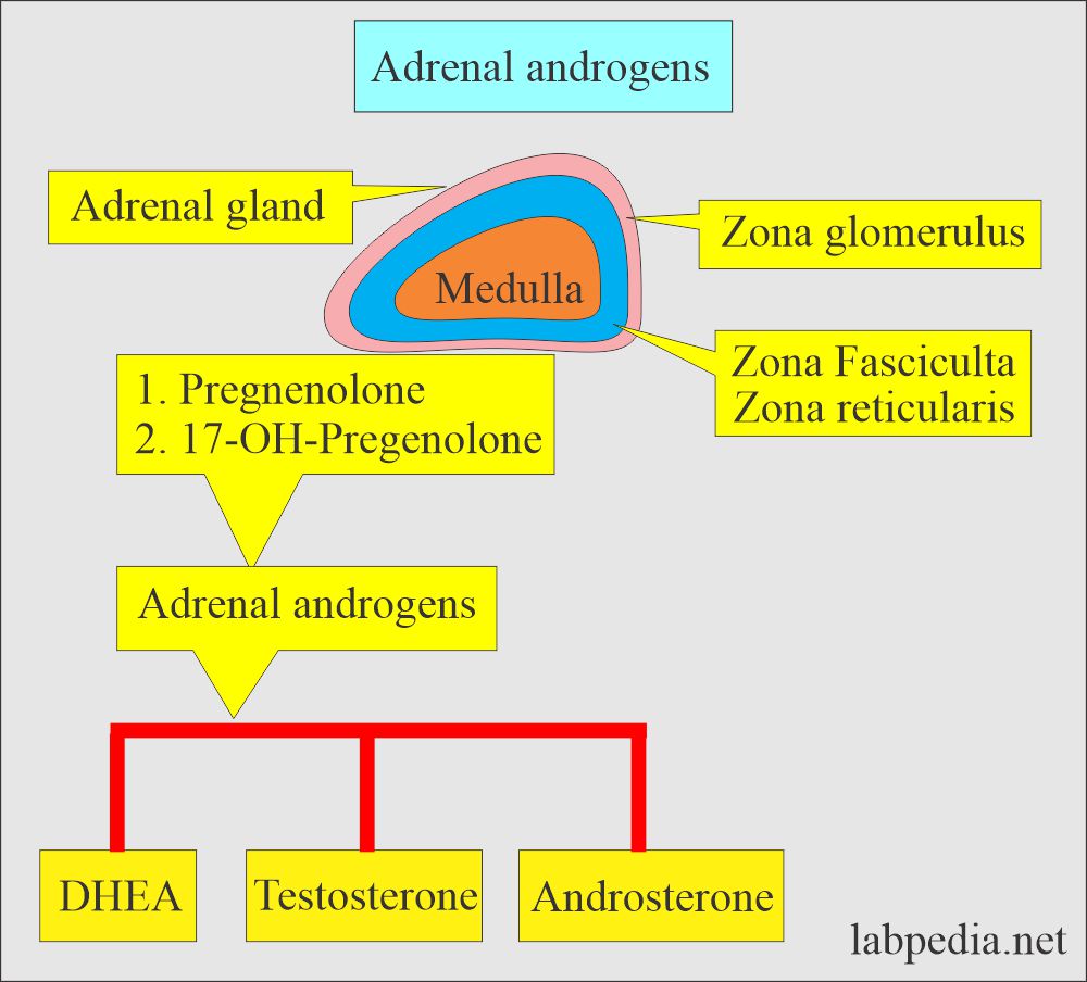 Adrenal androgens
