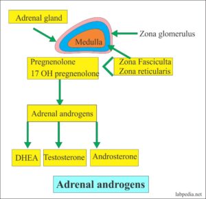 testosterone adrenal androgens labpedia gland