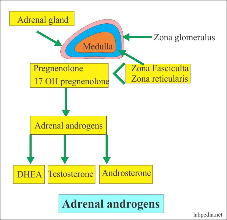adrenal hormones produced