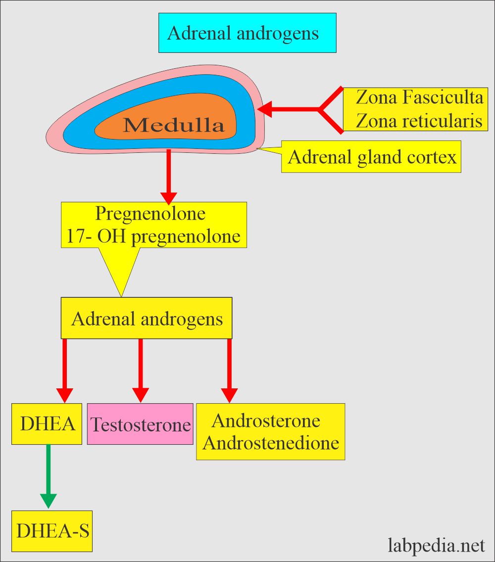 Adrenal androgens 