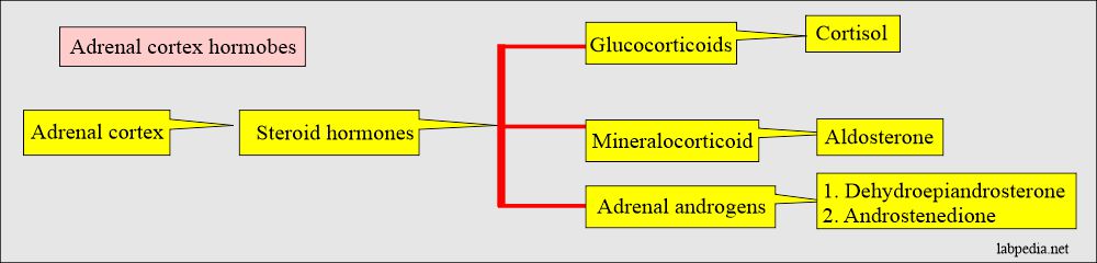 Adrenal cortex hormones