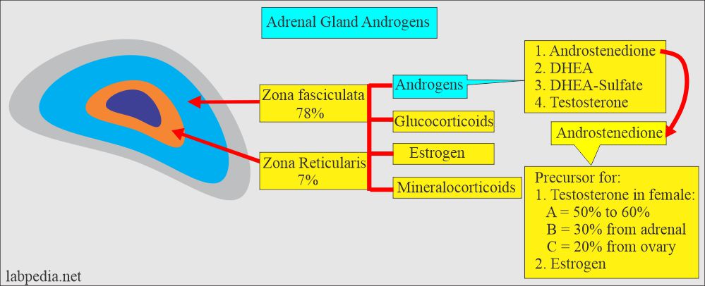 Adrenal gland androgen 