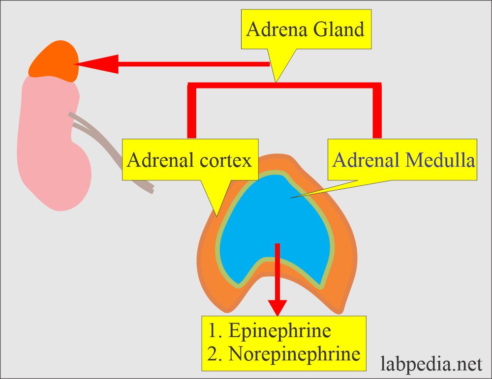Adrenal gland hormones 