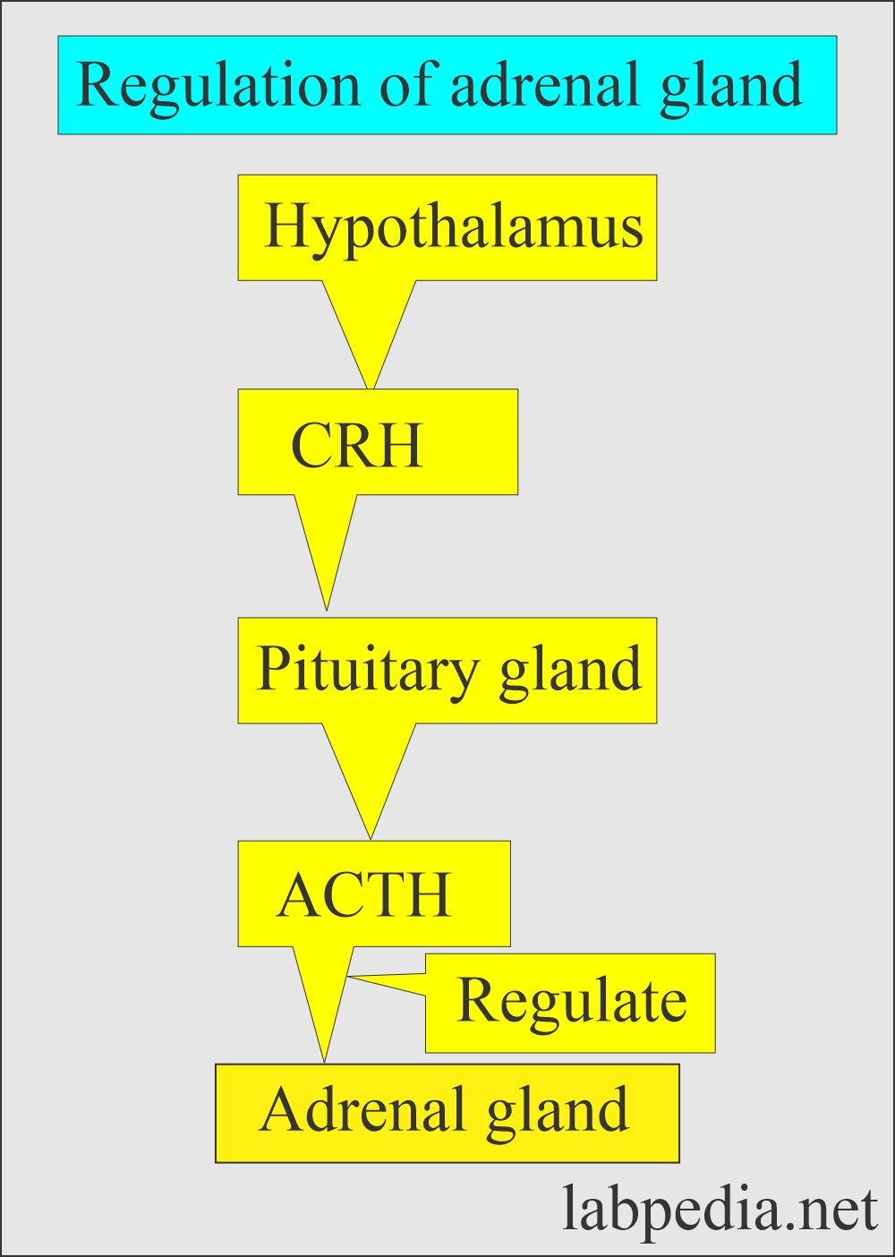 Adrenal gland regulation