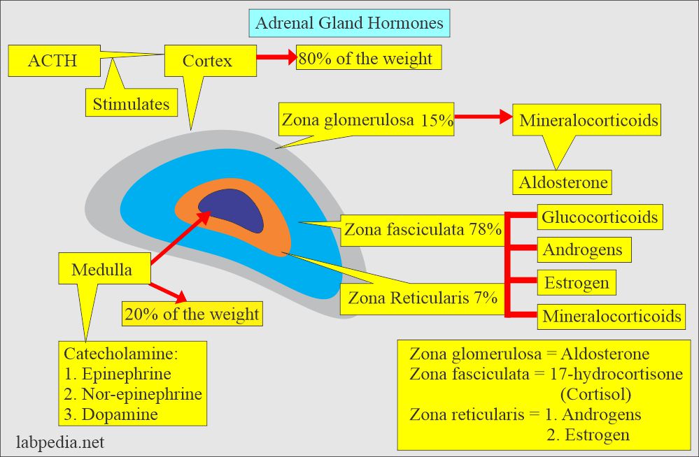 Adrenal glands hormones