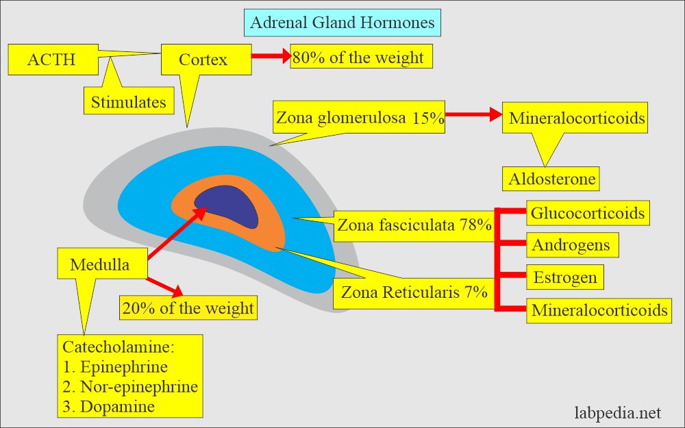 Adrenal gland functions