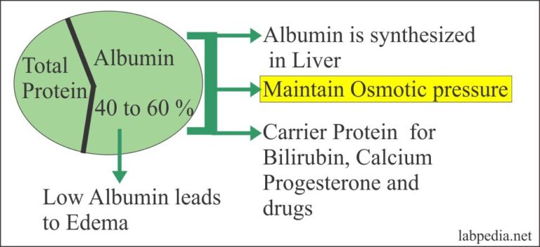 Albumin (Serum Albumin) – Labpedia.net