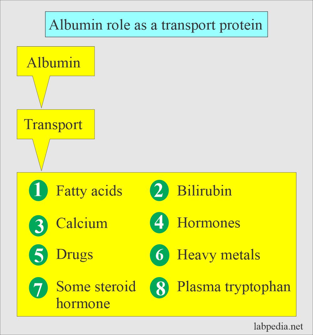 Albumin role as a transport protein