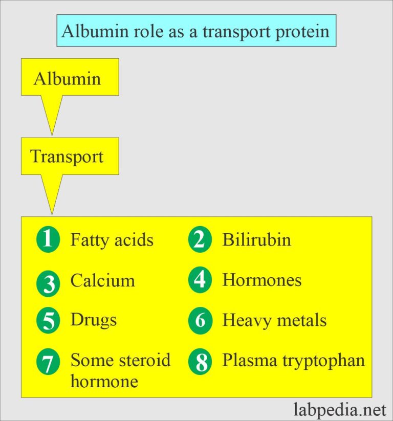 Serum Proteins (Total Serum Proteins) - Labpedia.net