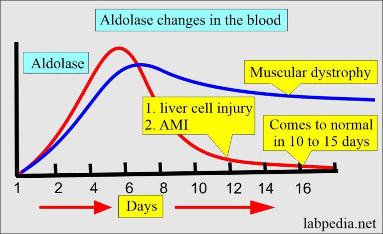 Aldolase and Its Significance - Labpedia.net