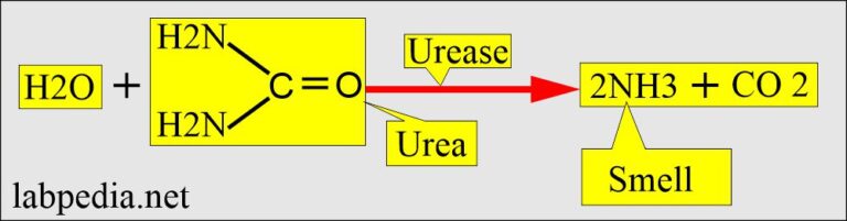 Urine Analysis:- Part 3 - Urine Physical Examination and ...