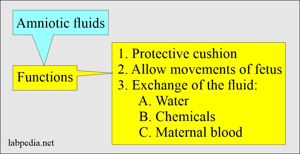Amniotic fluid functions