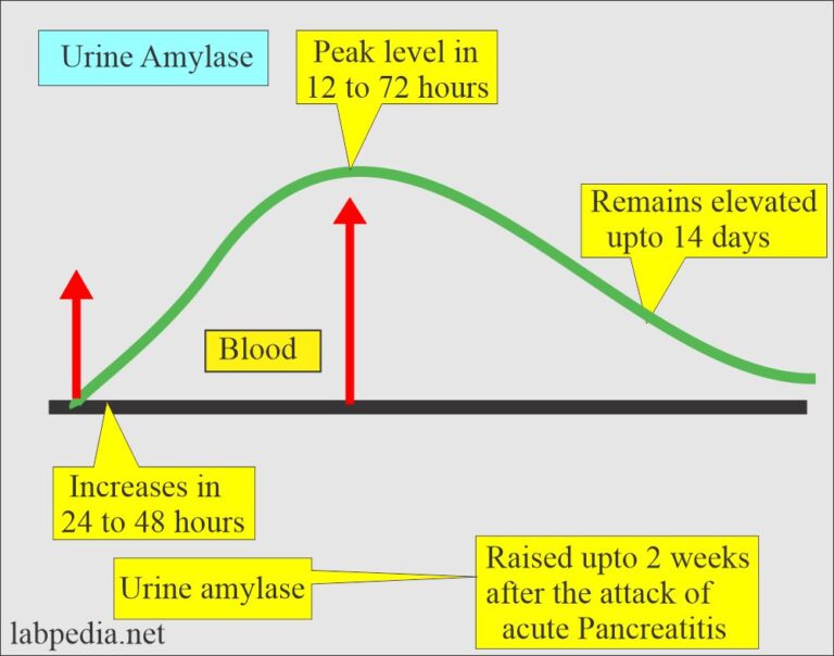 Urine amylase (Amylasuria), Amylase/Creatinine clearance ratio ...