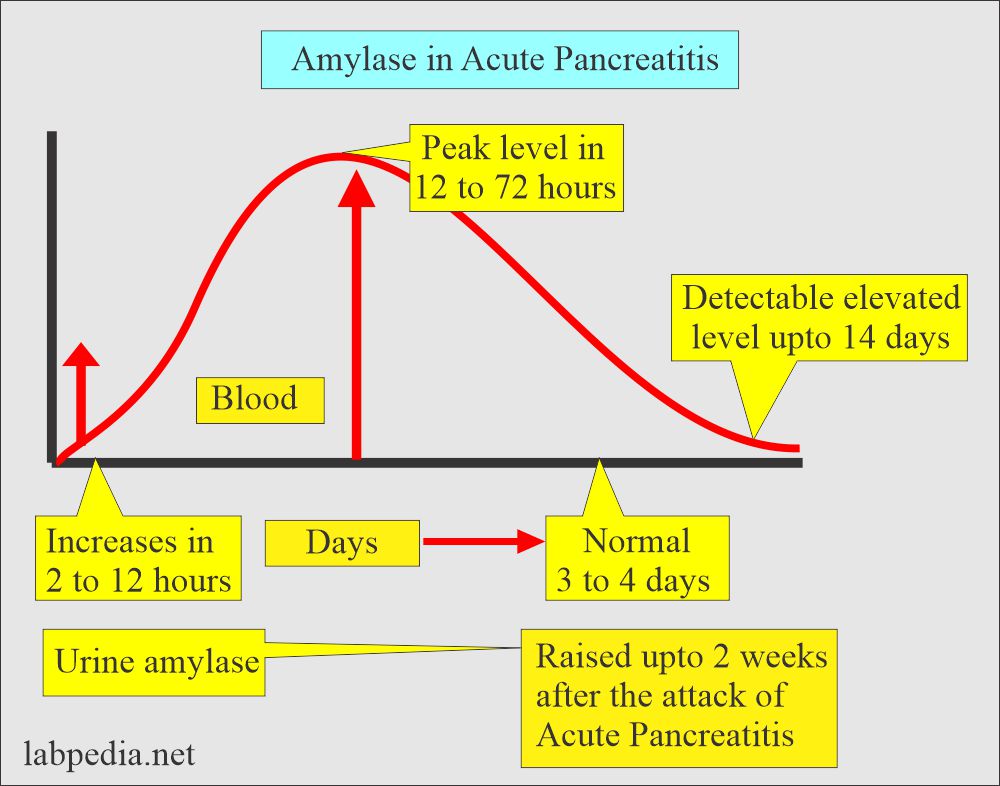 Serum amylase in acute pancreatitis