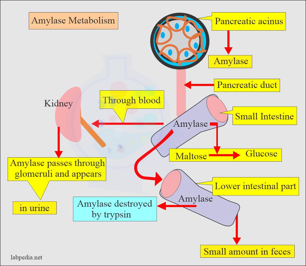 Amylase Serum and Acute Pancreatitis Diagnosis
