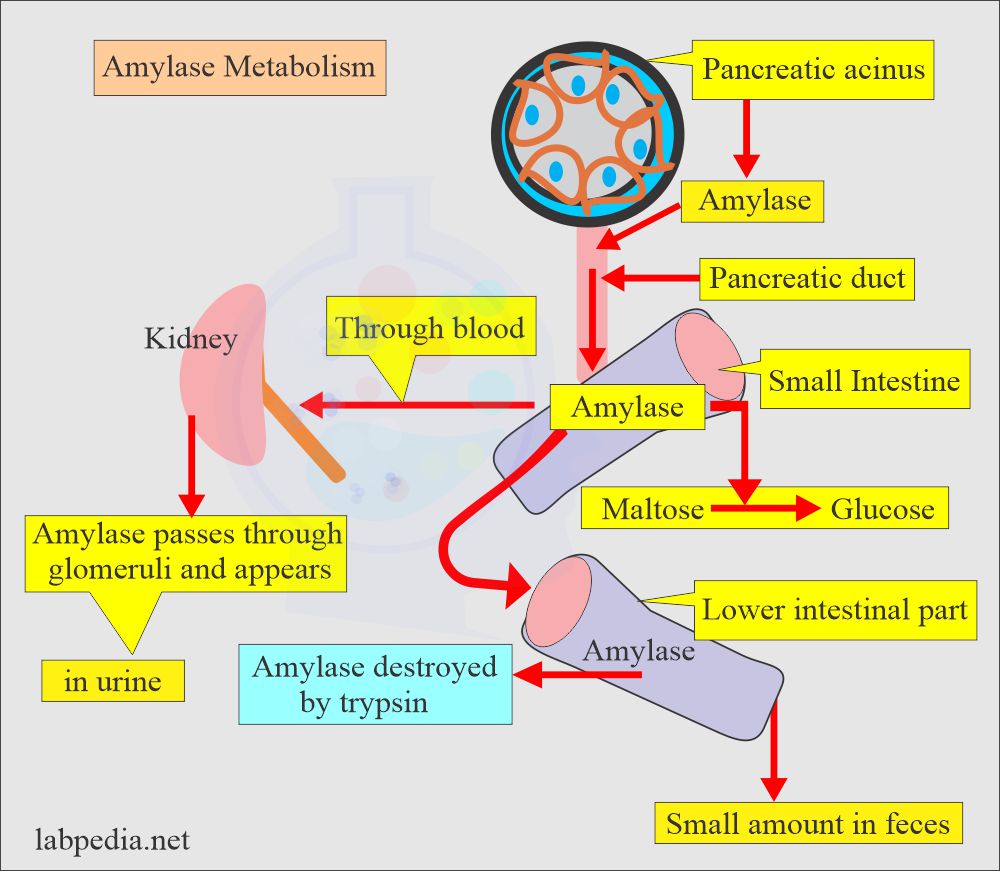 Pancreatic functions: Amylase metabolism
