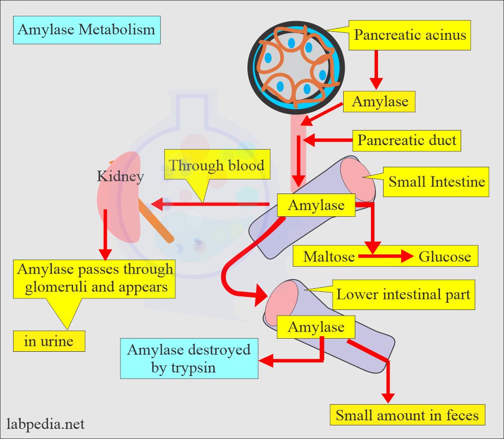 Amylase metabolism