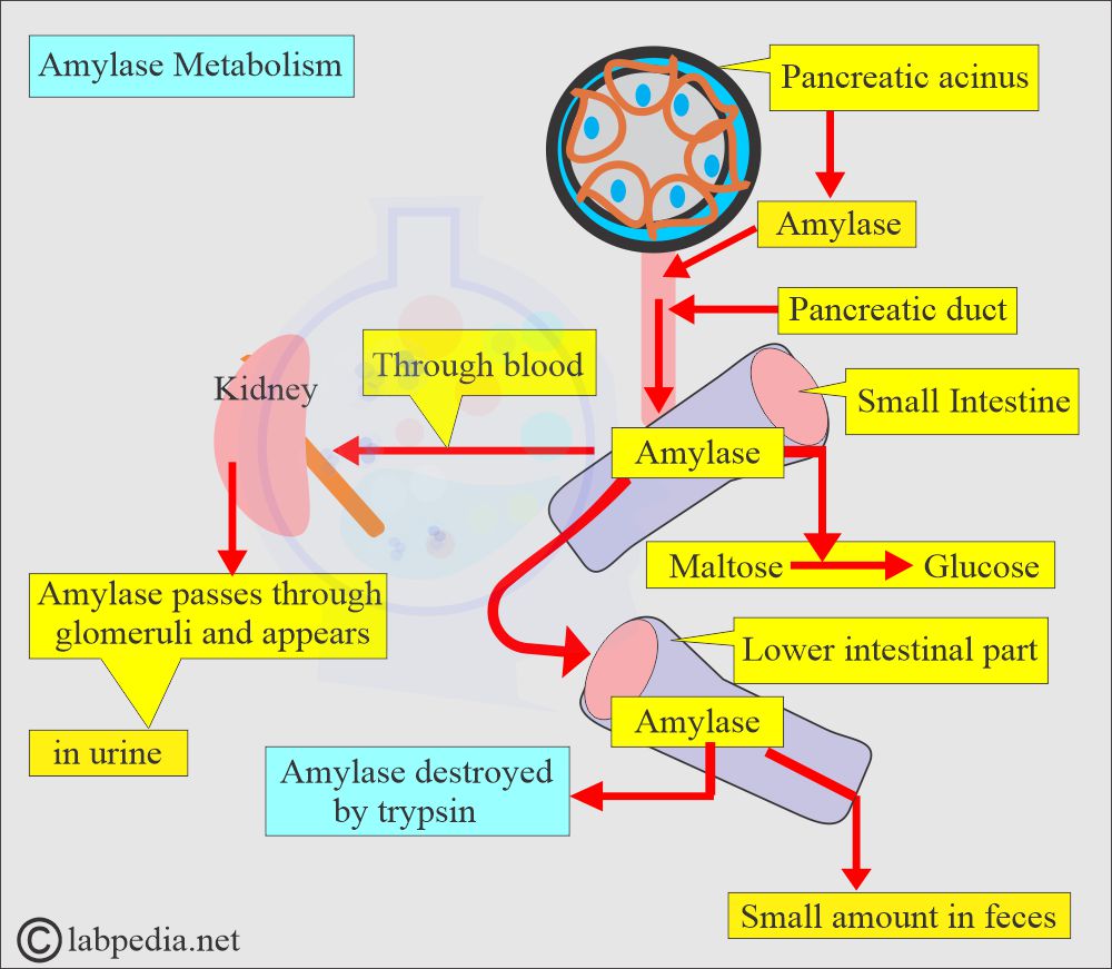 Amylase metabolism Amylase metabolism
