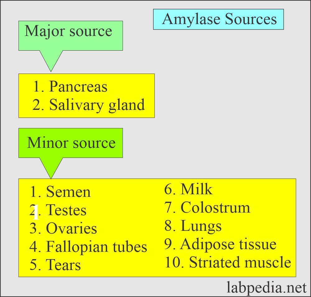 Pancreatic functions: Amylase sources
