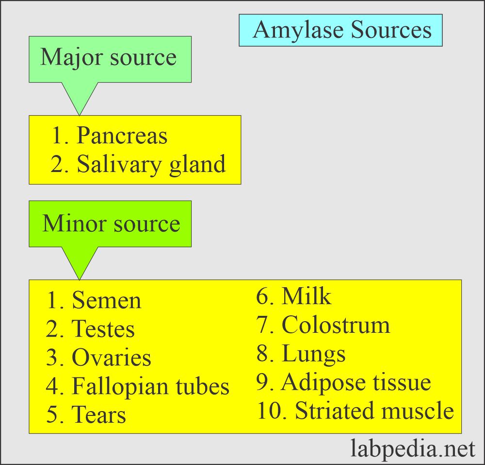 Amylase sources