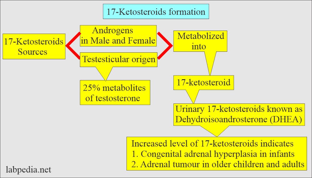 17-Ketosteroids formation